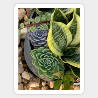 Succulent Beauties Sticker